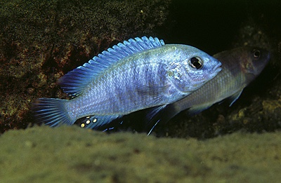 Labidochromis caeruleus 'Thumbi Point'